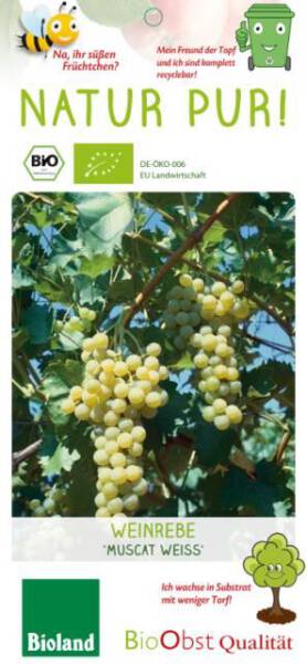 Bio Weinreben Stamm Polo Muscat 7,5 L