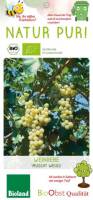 Bio Weinreben Stamm Polo Muscat 7,5 L