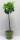Bio Weinreben Stamm Regent 7,5 L