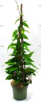Bio Kiwi Busch Super Issai 3 L