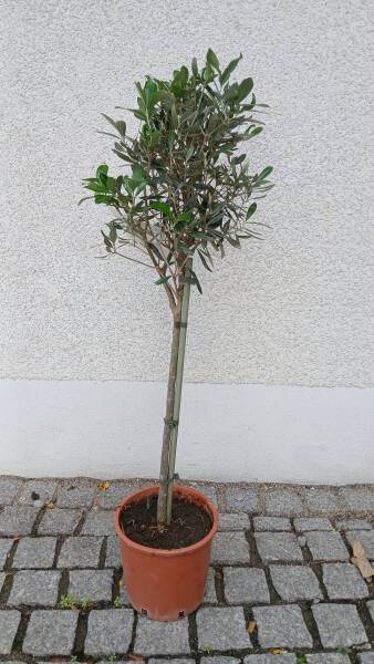 Olivenbaum Olea europaea Stamm 18 cm Topf