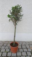 Olivenbaum Olea europaea Stamm 18 cm Topf