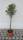Olivenbaum Olea europaea Stamm 18 cm Topf