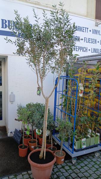 Olivenbaum Olea europaea Stamm 40 cm Topf
