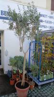 Olivenbaum Olea europaea Stamm 40 cm Topf